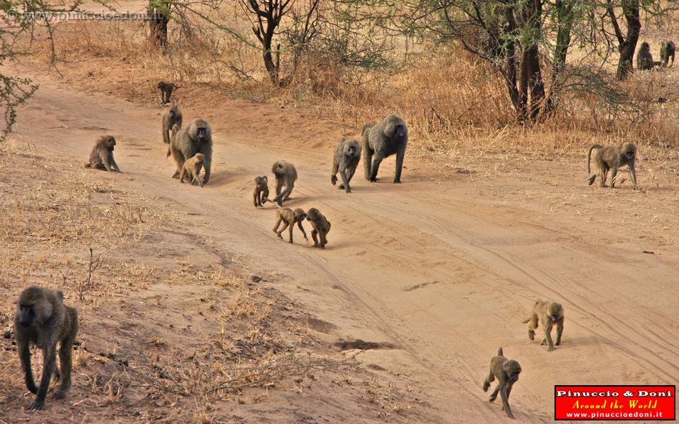 TANZANIA - Tarangire National Park - 17.jpg